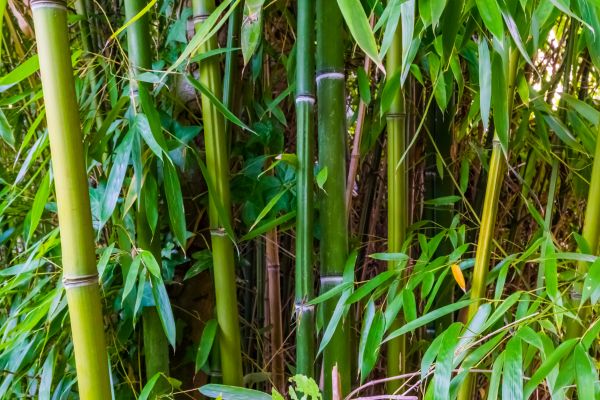 Bamboo Trimming in Mechanicsville