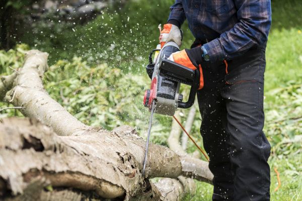 Branch Removal Service in Mechanicsville