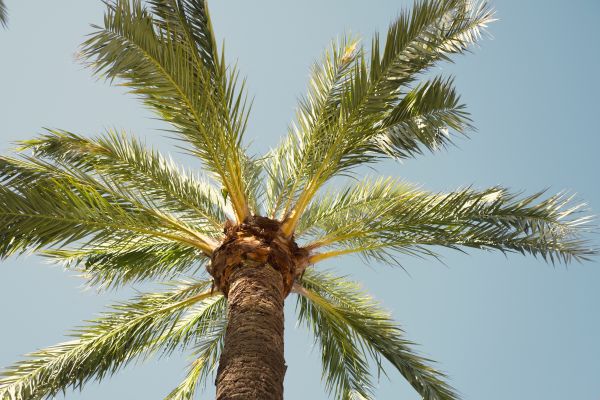 Palm Tree Pruning in Mechanicsville