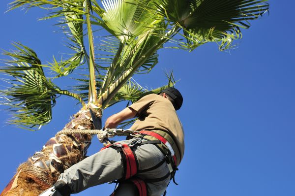 Palm Tree Trimming in Mechanicsville