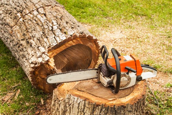 Tree Cutting Service in Mechanicsville