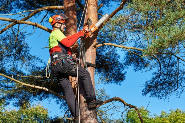Tree Service in Mechanicsville