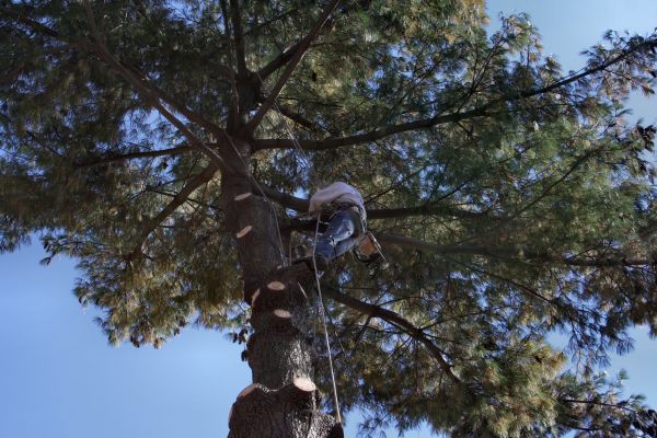 Trimming Service in Mechanicsville