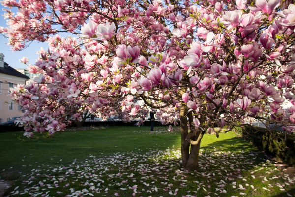 Ornamental Tree Pruning in Mechanicsville