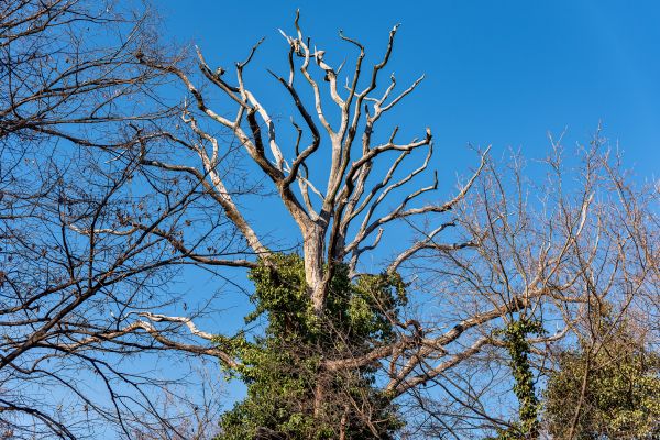 Deadwood Removal in Mechanicsville