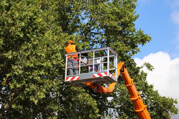 Cost of Commercial Tree Service in Mechanicsville