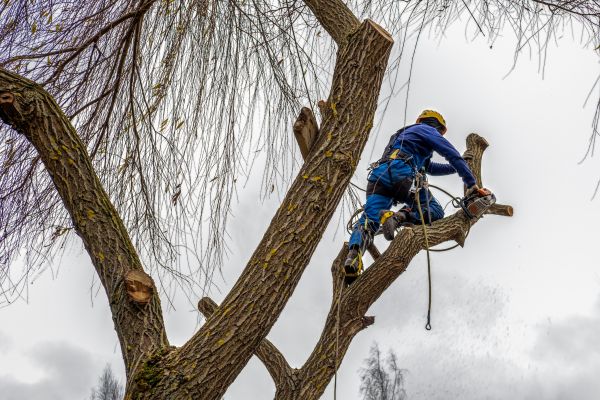 Tree Maintenance Service in Mechanicsville