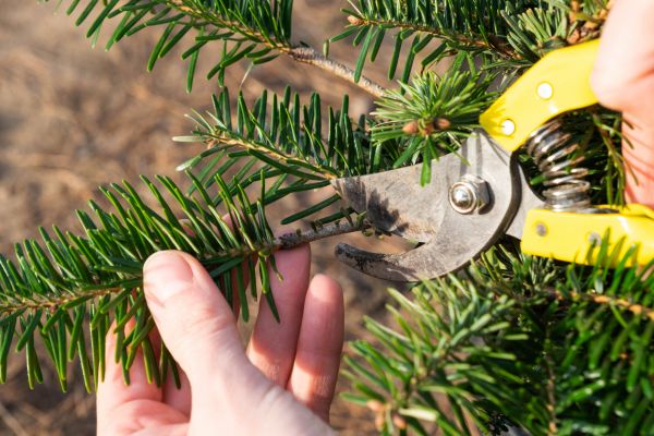 Pine Tree Pruning in Mechanicsville