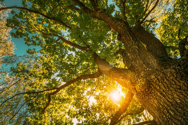 Oak Tree Pruning in Mechanicsville