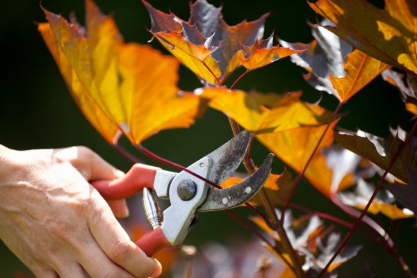 Maple Tree Pruning in Mechanicsville