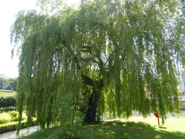 Willow Tree Trimming in Mechanicsville