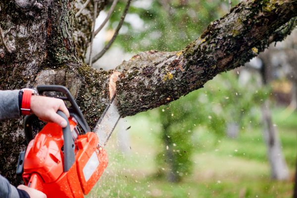 Tree Limbs Removal in Mechanicsville