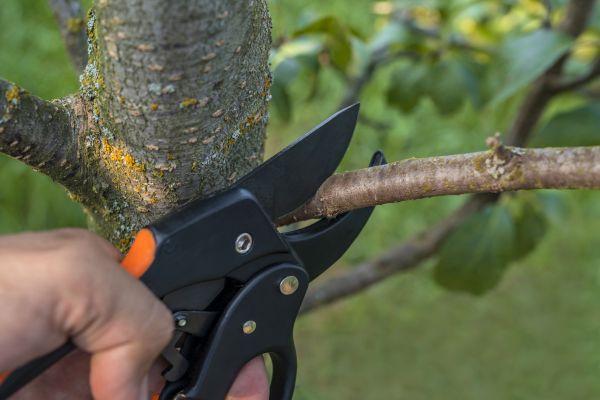 Tree Limb Cutting in Mechanicsville