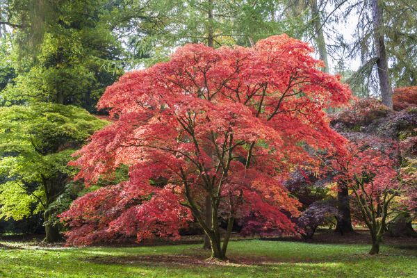 Japanese Maple Pruning in Mechanicsville