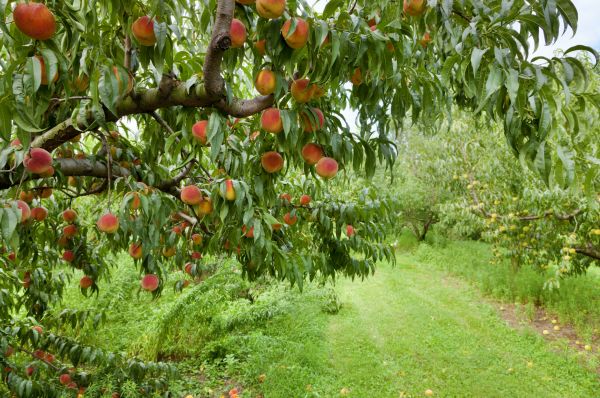 Peach Tree Pruning in Mechanicsville