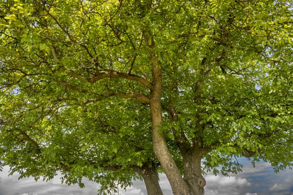 Walnut Tree Trimming in Mechanicsville