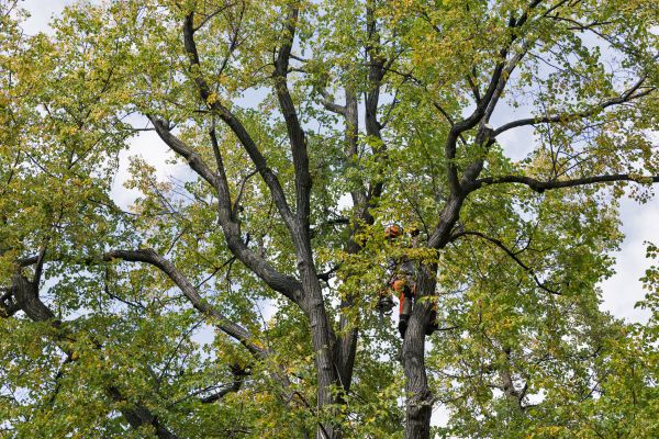 Tree Crown Shaping in Mechanicsville