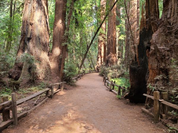 Redwood Tree Pruning in Mechanicsville