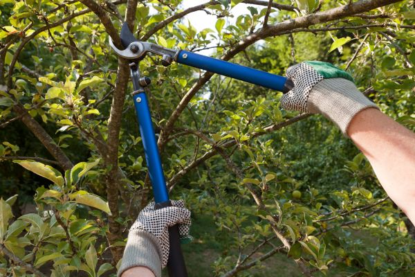 Residential Tree Pruning in Mechanicsville