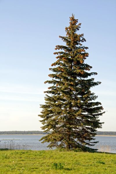 Spruce Tree Pruning in Mechanicsville
