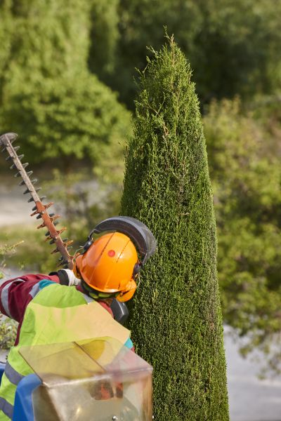 Cypress Tree Trimming in Mechanicsville