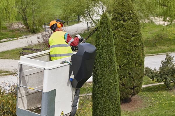 Cypress Tree Pruning in Mechanicsville
