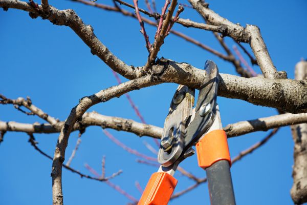 Peach Tree Trimming in Mechanicsville