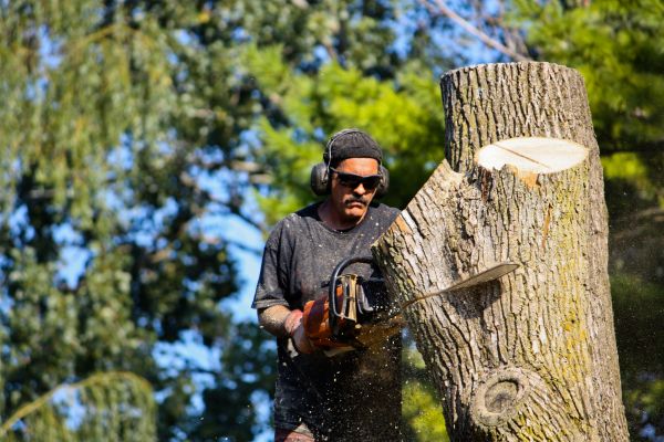 Ash Tree Pruning in Mechanicsville