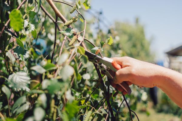 Birch Tree Pruning in Mechanicsville