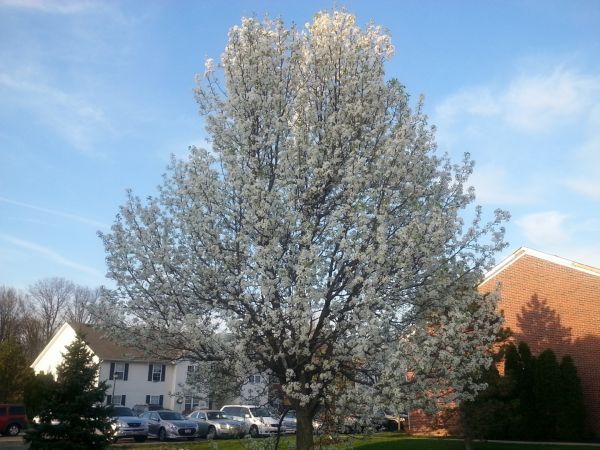 Bradford Pear Tree Pruning in Mechanicsville