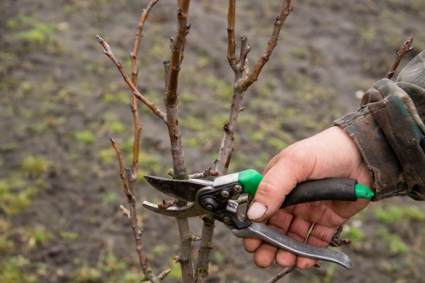 Pear Trees Pruning in Mechanicsville