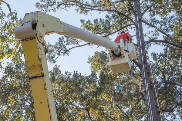 Limbs Trimming in Mechanicsville