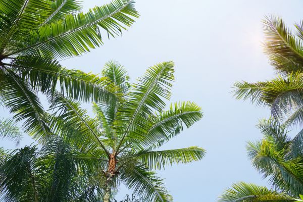 Queen Palm Tree Trimming in Mechanicsville