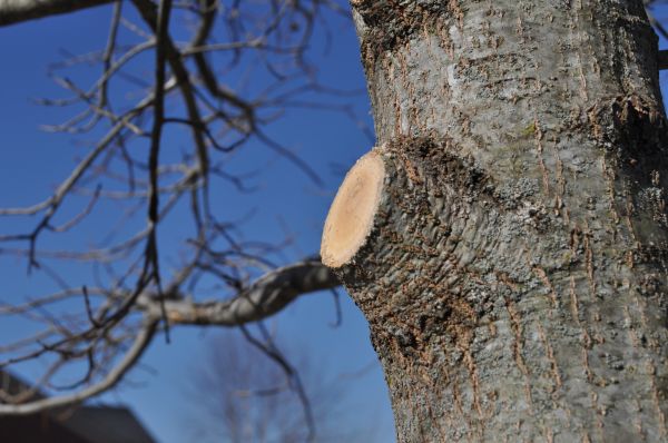Limb Pruning in Mechanicsville
