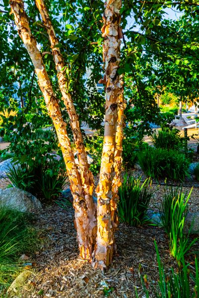 River Birch Trimming in Mechanicsville