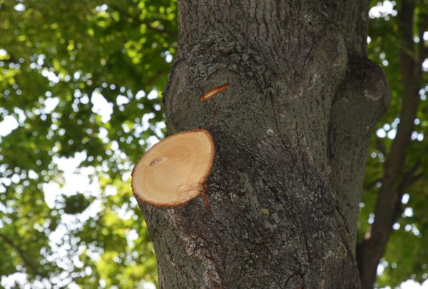 Limb Cutting in Mechanicsville