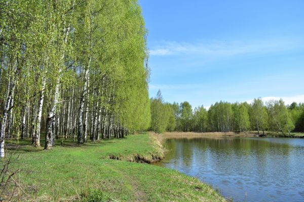 River Birch Pruning in Mechanicsville