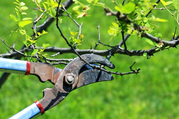 Branches Pruning in Mechanicsville