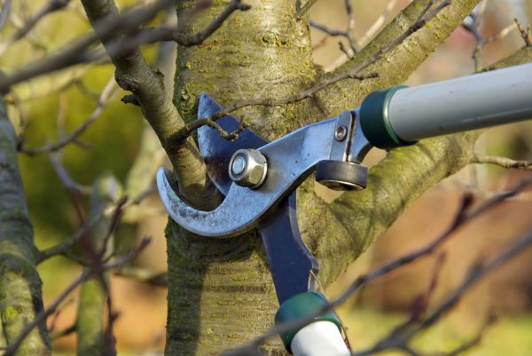 Tree Limb Trimming Service in Mechanicsville