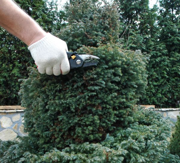 Ornamental Tree Trimming in Mechanicsville