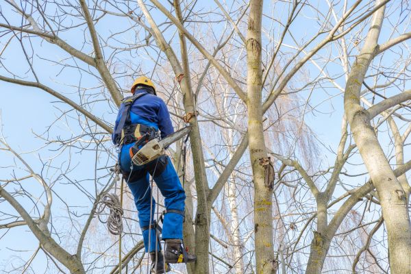 Large Tree Trimming in Mechanicsville