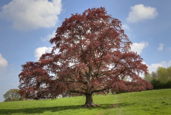Beech Tree Pruning in Mechanicsville