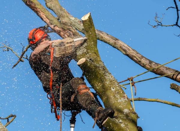 Tree Trimming Service in Mechanicsville