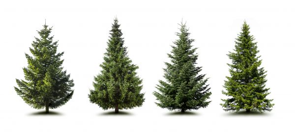 Cost of Pine Tree Trimming in Mechanicsville
