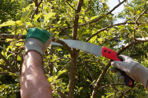Apple Tree Trimming in Mechanicsville